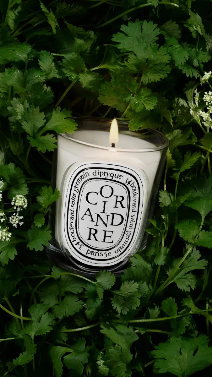 Coriandre (Coriander) - Classic Candle